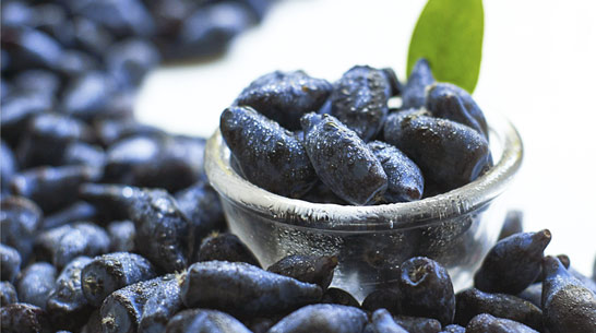 蓝靛果功效_黑龙江峰然农业集团