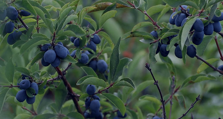 黑龙江省《蓝靛果》食品安全地方标准 制定项目中期推进会议召开