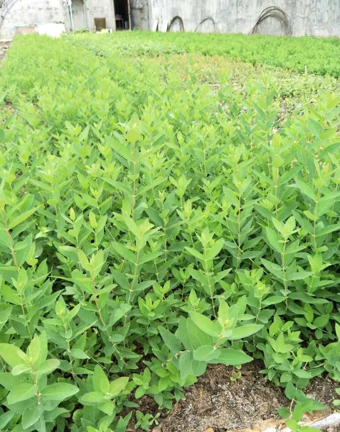 蓝靛果种植有哪些优势?以下三点告诉你如何选择(图3)